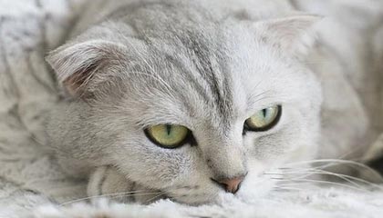 九游娱乐中国-中超联赛中国队战平 球员表现稳健，中超联赛中国队战平 球员表现稳健还是稳定